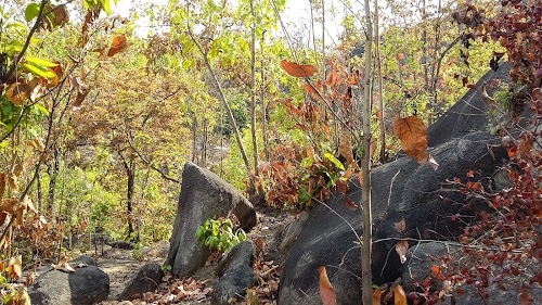 Mahuadanr Wolf Sanctuary