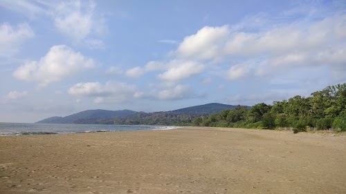 Turtle Nest
