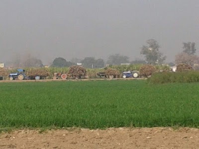 Dungar