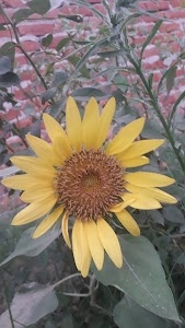 Lakhurani
