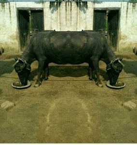 Bhopani