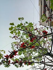 Gobra