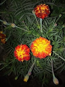 Tor