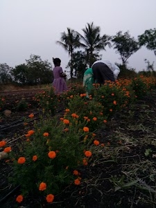 Sangli Grapes Processing Marketing and Research Ltd