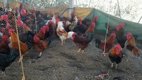 Jatan Poultry and Hatchery