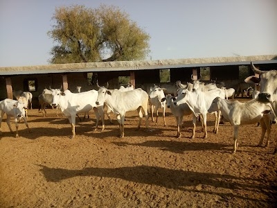 Veer teja goshaala pandwala