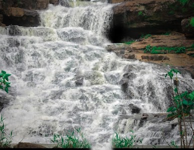 Kohor