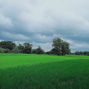 Godaura