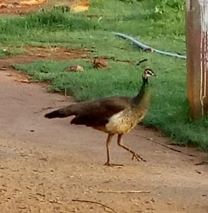 Kuthandahalli