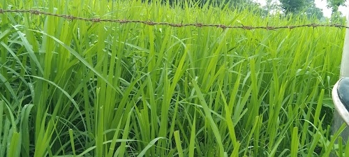 Goraiya