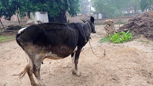 Gunai Shukla Ka Purwa