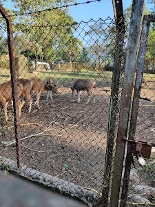 Miao Mini Zoo