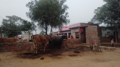 पीपल का पेड़