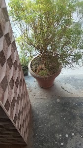 Kushmaha