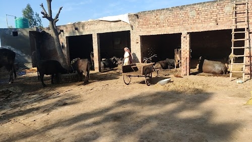 Dhariwal Dairy Farm