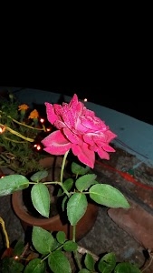 Asanda
