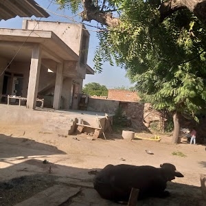 Mahaswa