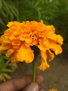 Rahul haldiniya