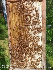 Bhat Pamposh Honey