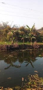 Nipania