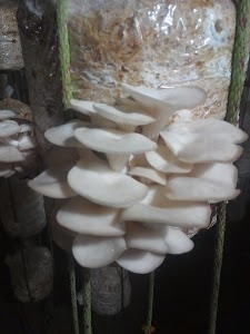 kiran Agro Park, Shivpuri jamul