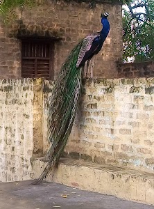 Siodah