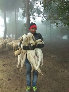 Jiut Chhapra