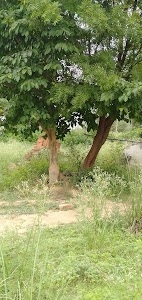 Palhari