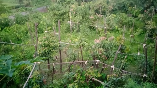 Bhikhabhai farm