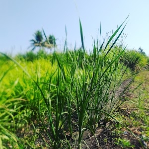Dharangaon Khadak