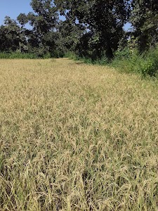 Panpatha