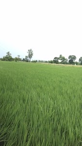 ईदगाह बेलवा माफी