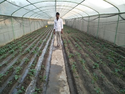 Dayal Seeds (P) Limited