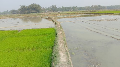 তারাপুর প্রেমের গ্রাম