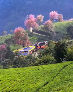 Temi Tea Garden