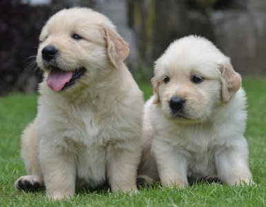 Variety Kennel