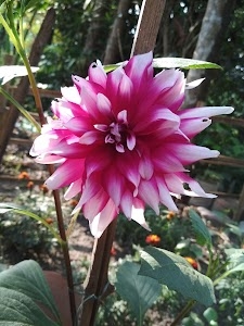 Radhanagar