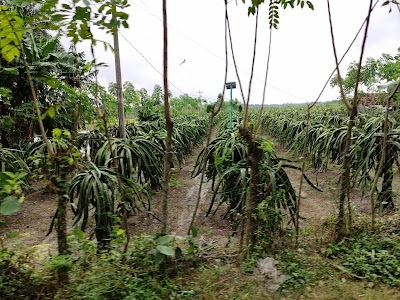 Bagachra