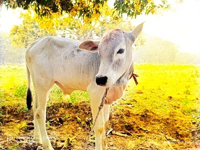 Bhagal Pur Nagar Para