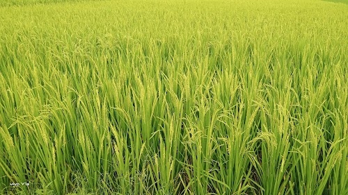 Ratanpur
