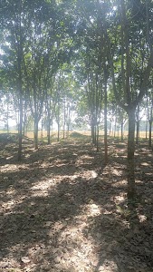 Shyam angami rubber farm