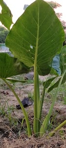 Katari