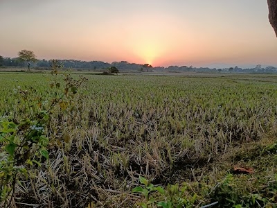 Jiroli