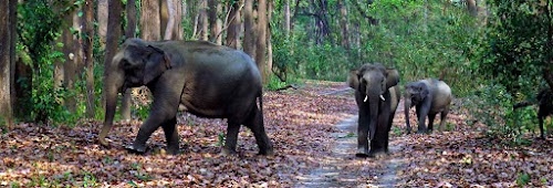 Dudhwa National Park