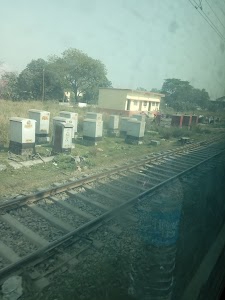 Sugauli