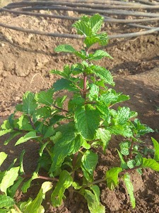 Mint garden SBJ