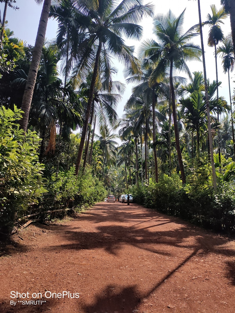 Sahakari Spice Plantation backside