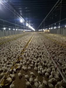 Aakashdeep Poultries