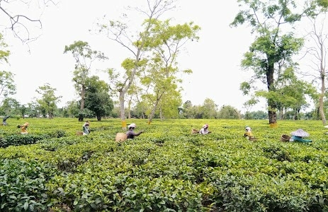 Bokakhat Tea Estate