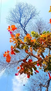 Bishramganj